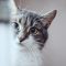 Choosing the right Litter for your cat